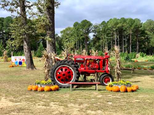 A red tractor surrounded by pumpkins and greenery in a farm setting, with trees in the background.