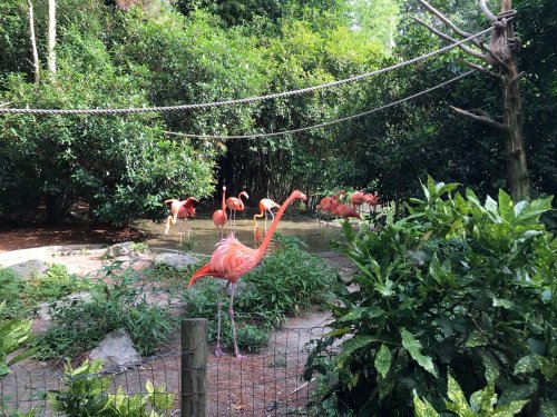 A group of flamingos stands in a lush, green habitat with plants and trees surrounding a small water area.
