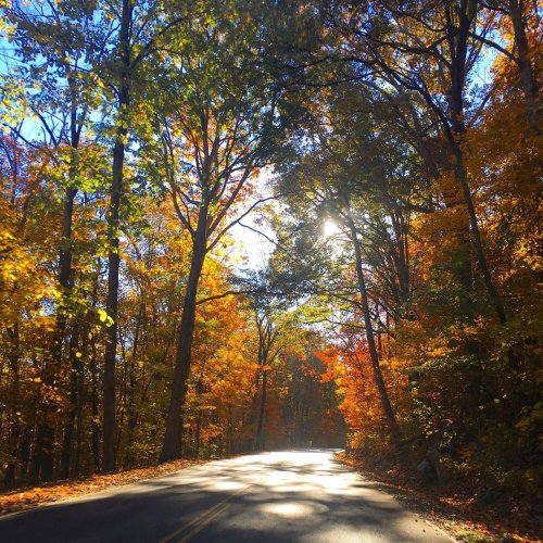 A scenic road lined with vibrant autumn trees, sunlight filtering through the leaves on a clear day.
