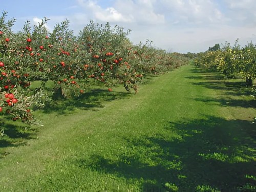 A lush orchard with rows of apple trees bearing red fruit, set against a clear blue sky and green grass.