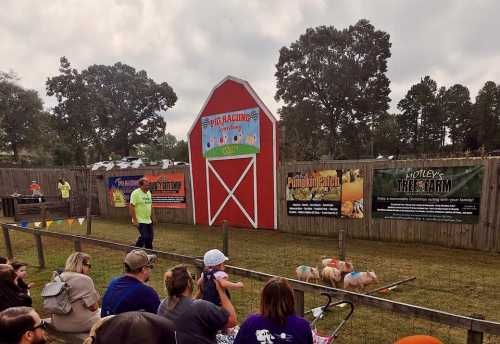 A pig racing event at a farm, with spectators watching and a colorful barn in the background.