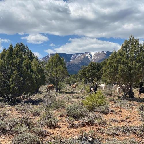 A scenic landscape featuring green shrubs, trees, and a few grazing goats, with mountains and clouds in the background.