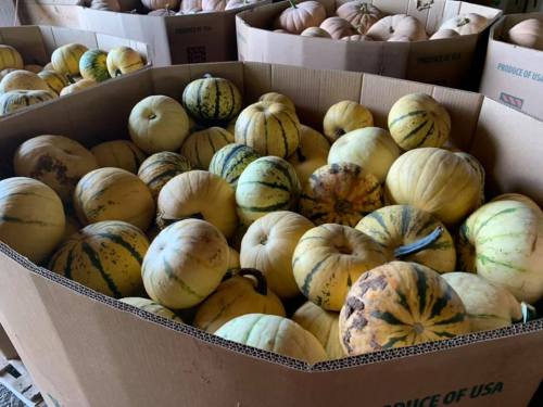Boxes filled with various types of melons, showcasing a mix of yellow and green striped varieties.