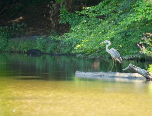 A heron stands on a log by a calm, green-tinted pond surrounded by lush foliage.