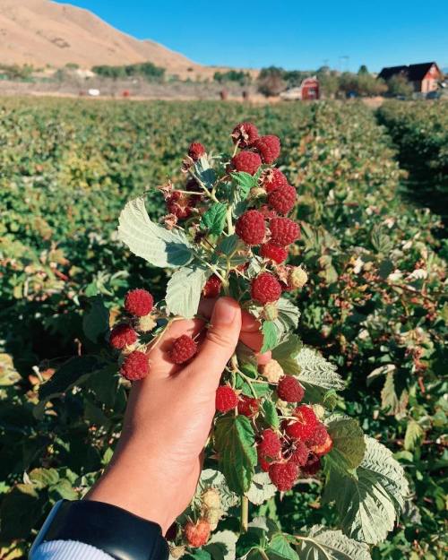 A hand holding a cluster of ripe raspberries in a field, with rolling hills and blue sky in the background.