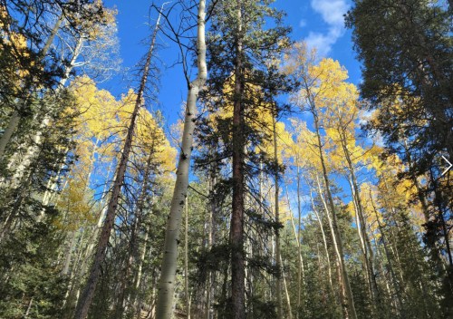 Tall trees with golden autumn leaves against a bright blue sky in a forest setting.