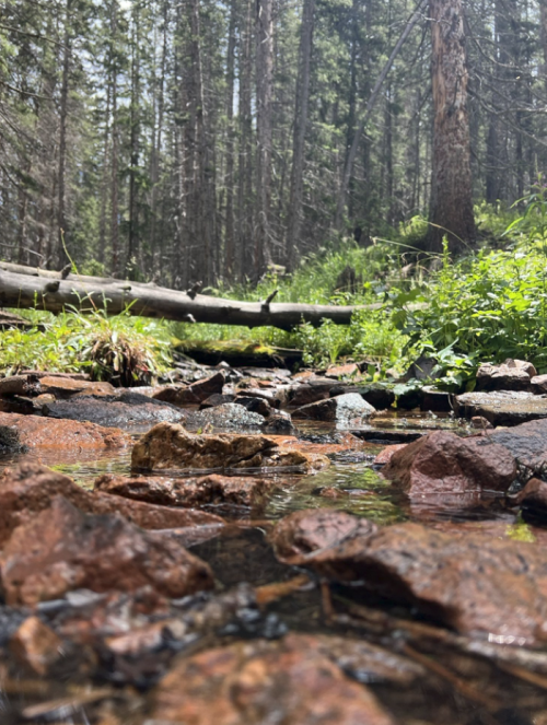 A serene forest scene featuring a shallow stream with rocks, surrounded by lush greenery and tall trees.