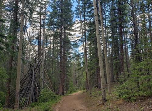 A dirt path winds through a dense forest of tall trees under a partly cloudy sky.