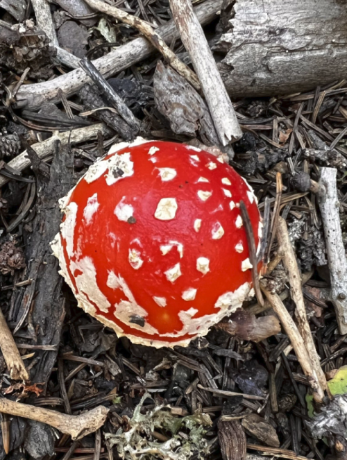 A bright red mushroom with white spots, nestled among twigs and leaves on the forest floor.