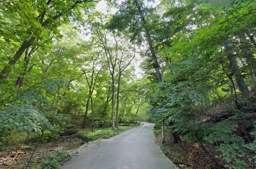A serene, tree-lined road winding through a lush green forest. Sunlight filters through the leaves.