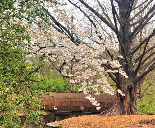 A cherry blossom tree in bloom beside a rustic wooden structure, surrounded by greenery.