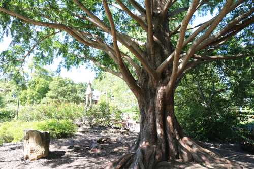 A large tree with a thick trunk and sprawling branches in a lush green park setting.