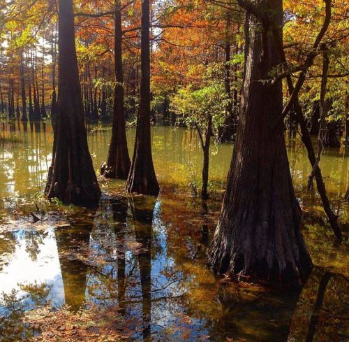 A serene wetland scene with cypress trees reflecting in calm water, surrounded by autumn foliage.