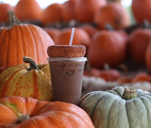 A cup of iced coffee topped with a donut, surrounded by various pumpkins in autumn colors.