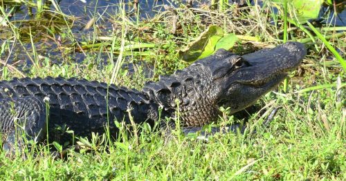 An alligator resting on the grass near a body of water, surrounded by greenery and lily pads.