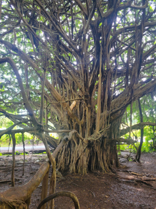 A large, sprawling tree with thick, twisting branches and hanging roots, surrounded by greenery.