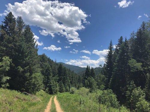 A dirt path winds through a lush green forest under a bright blue sky with fluffy white clouds.