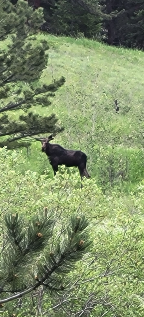 A moose stands in a lush green field surrounded by trees and shrubs.