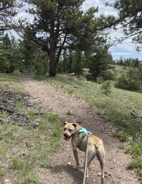 A tan dog in a harness stands on a dirt trail surrounded by green trees and grass, looking back at the camera.