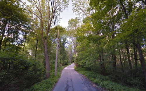 A winding road surrounded by lush green trees and foliage, creating a serene forest atmosphere.