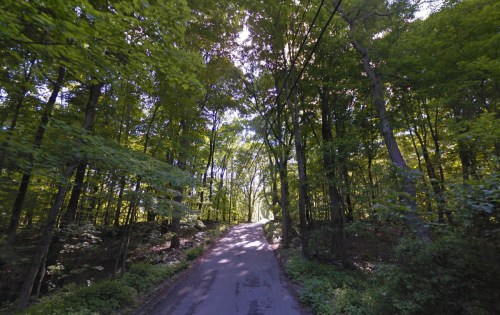 A serene, tree-lined road winding through a lush green forest under bright sunlight.