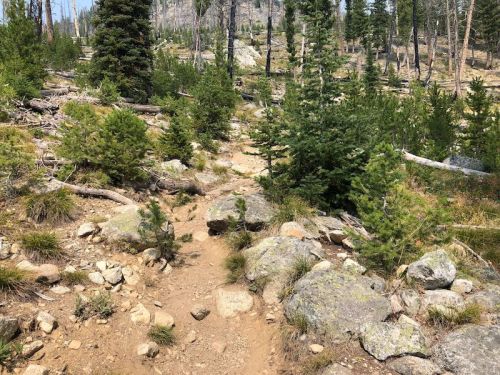 A rocky trail winding through a forested area with scattered trees and boulders under a clear blue sky.