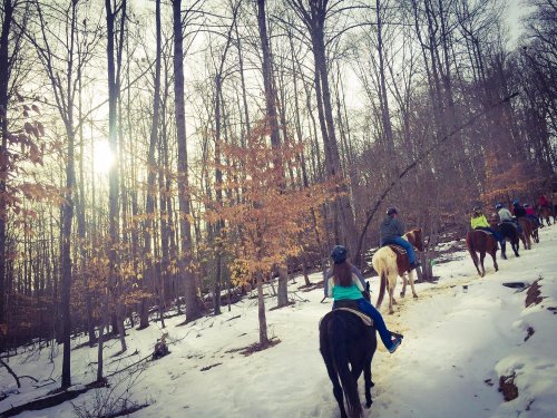 A group of people riding horses through a snowy forest with trees and a soft sunlight in the background.
