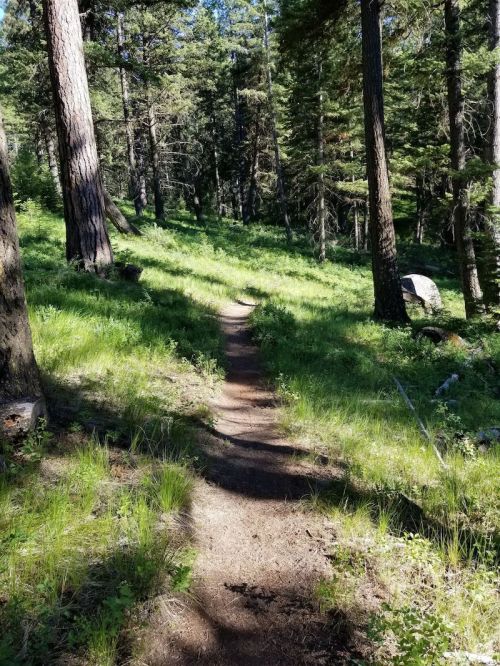 A winding dirt path through a lush green forest, surrounded by tall trees and sunlight filtering through the leaves.