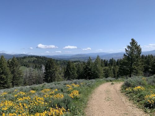 A scenic view of a dirt path winding through a meadow filled with yellow flowers, surrounded by green trees and mountains.