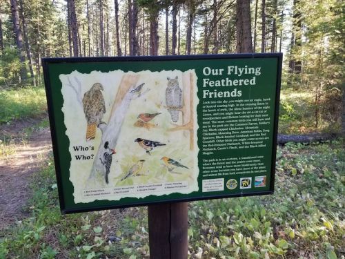 A sign in a forest featuring illustrations of various birds, titled "Our Flying Feathered Friends," with a nature trail backdrop.