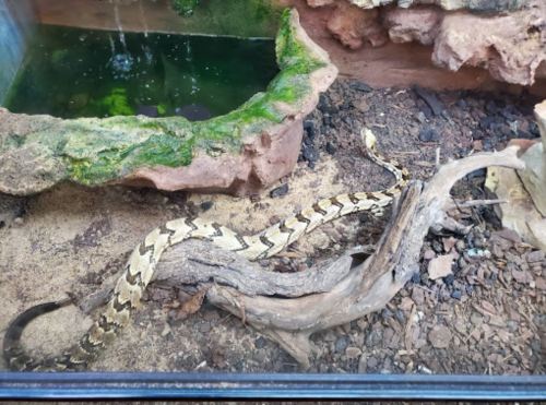 A snake with a patterned body rests on a branch in a terrarium with rocks and a small water feature.
