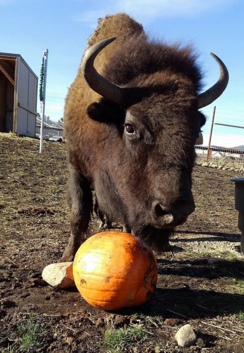 A bison curiously examines a pumpkin on the ground in a sunny farmyard setting.