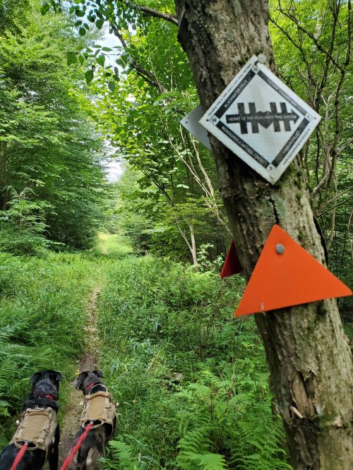 Two dogs in harnesses walk along a forest trail marked by a sign and orange trail markers amidst lush greenery.