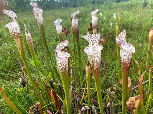 A cluster of tall, white and red pitcher plants in a green, grassy field under natural light.
