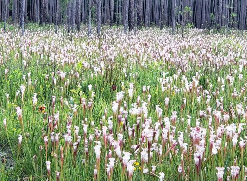 A vibrant field of white and pink pitcher plants surrounded by tall trees in a lush forest setting.