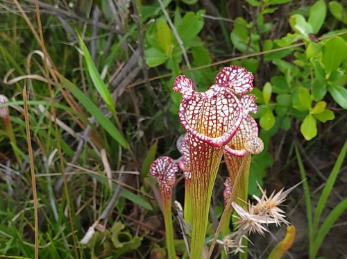 A close-up of a vibrant red and white pitcher plant surrounded by green grass and foliage.
