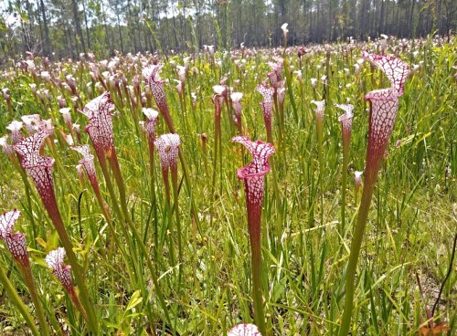 A field of vibrant pitcher plants with red and white patterns, surrounded by lush green grass and trees in the background.