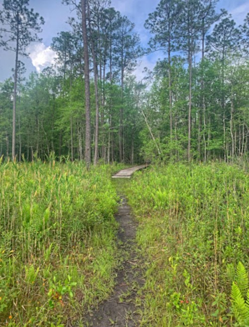 A narrow path leads through lush greenery and tall trees, with a wooden boardwalk visible in the distance.