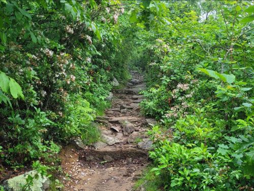 A rocky path winding through lush greenery and blooming flowers in a forested area.
