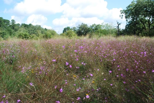 A vibrant field of wildflowers in shades of purple, surrounded by greenery and a blue sky with fluffy clouds.