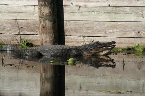 A large alligator resting partially submerged in calm water near a wooden structure, surrounded by greenery.
