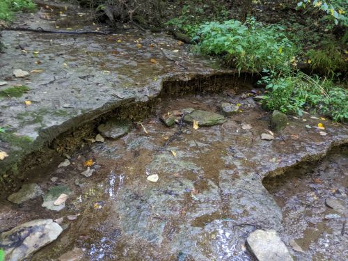 A rocky stream bed with small water flows, surrounded by greenery and fallen leaves in a natural setting.