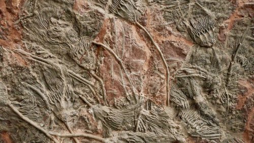 Close-up of intricate fossilized plant patterns etched into a rocky surface, showcasing natural textures and details.