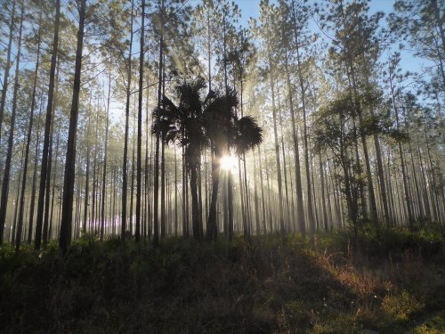 Sunlight filters through tall trees in a misty forest, creating a serene and ethereal atmosphere.