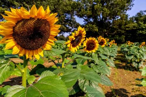 A field of vibrant sunflowers in full bloom, with green leaves and trees in the background.