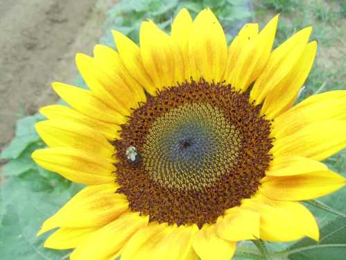 A close-up of a vibrant yellow sunflower with a bee on its center, surrounded by green leaves.