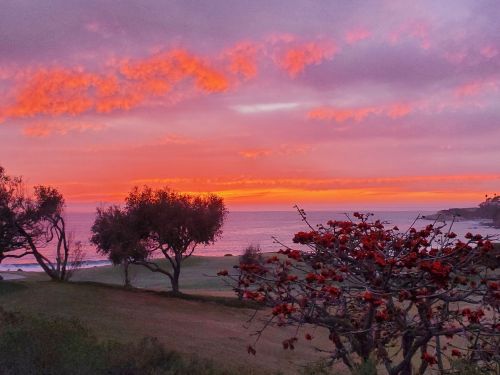 A vibrant sunset over the ocean, with pink and orange hues, framed by trees and blooming red flowers in the foreground.