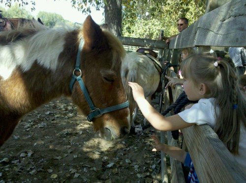 A child reaches out to pet a brown and white horse at a petting area, with other horses and people in the background.
