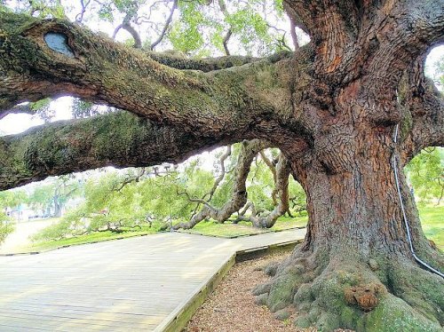 A large, gnarled tree with thick branches and a textured trunk, beside a wooden platform in a green park setting.