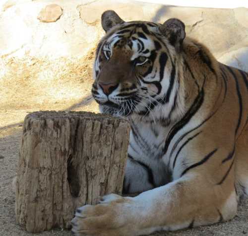 A close-up of a tiger resting beside a wooden log, showcasing its striking stripes and intense gaze.